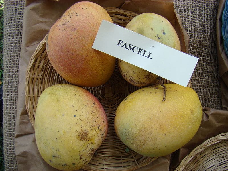 Fascell Mangoes