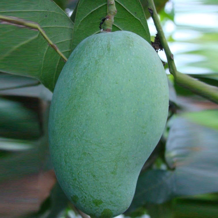 Fazli Mango