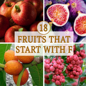 18 Fruits That Starts with F
