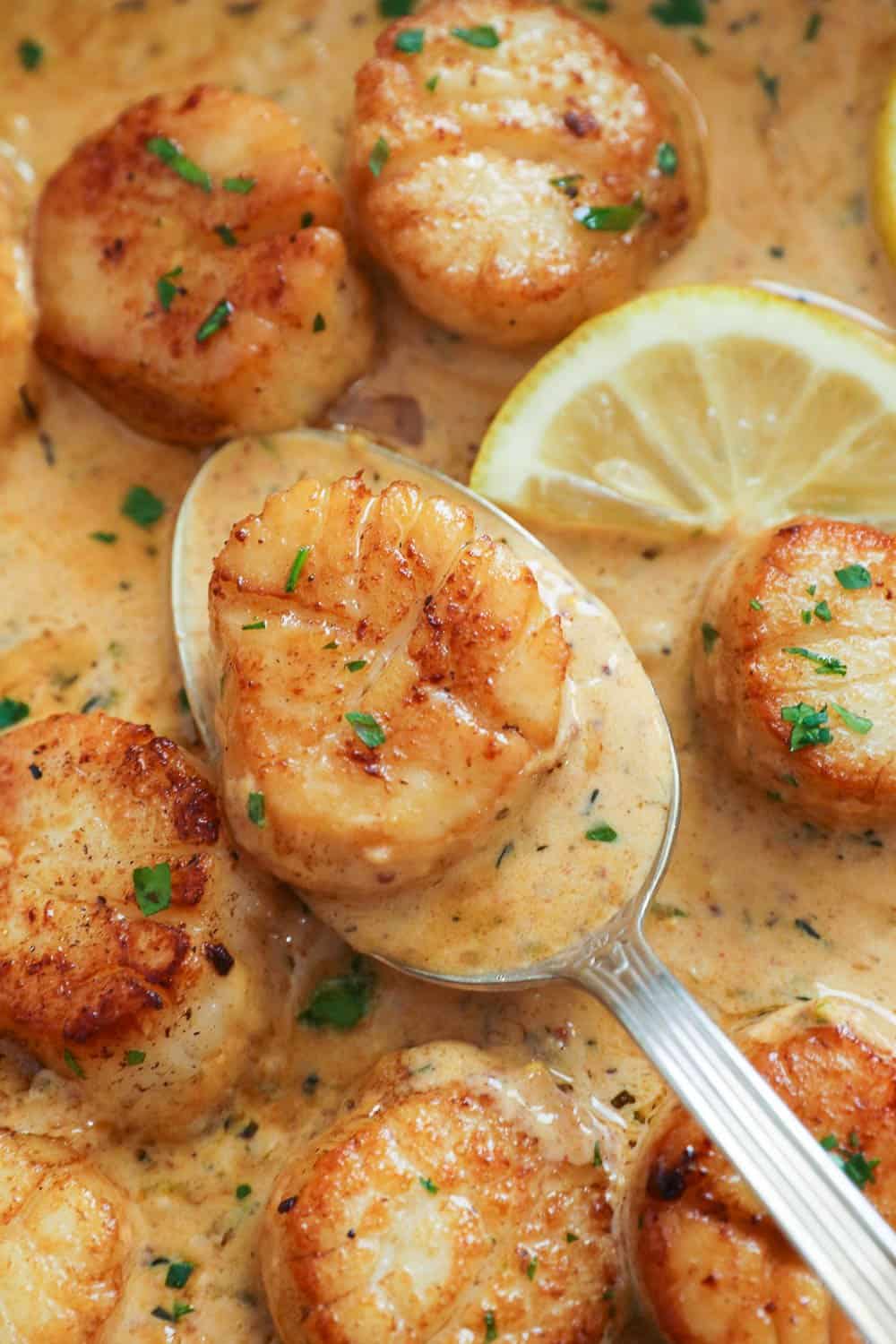 Scallops in cream with one on a spoon ready to try